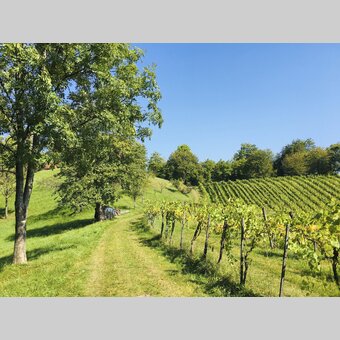 Glanzer wine tour | © Steiermark Tourismus | Gudrun Schweinzger