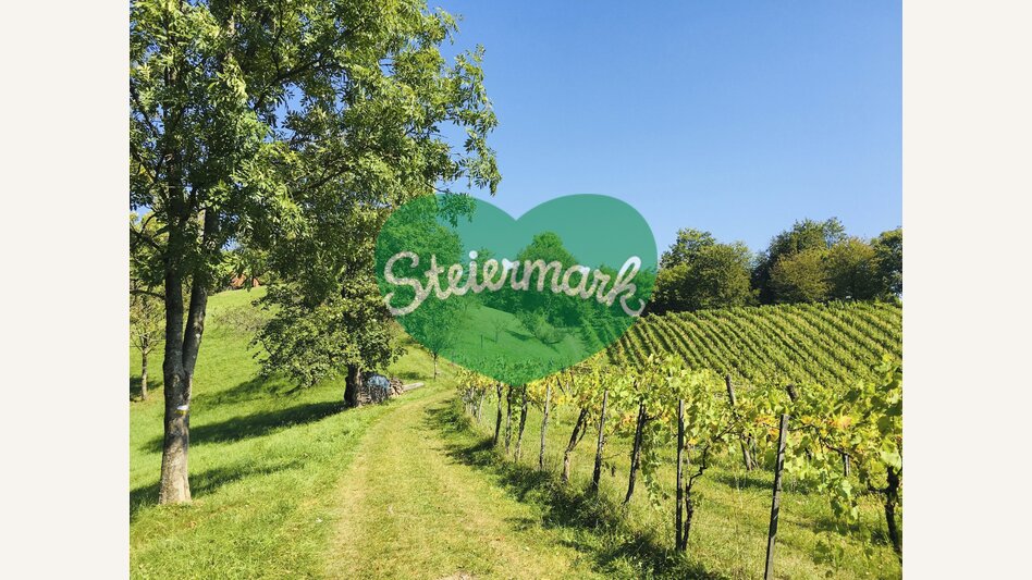 Glanzer wine tour | © Steiermark Tourismus | Gudrun Schweinzger