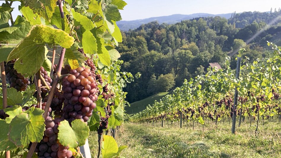 Weinreben entlang der Glanzer Weintour | © STG | Gudrun Schweinzger