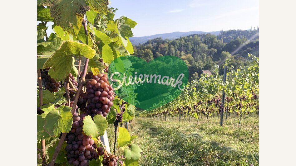 Vines along Glanzer Wine Tour | © Steiermark Tourismus | Gudrun Schweinzger