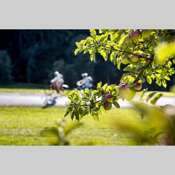 Radfahren entlang von Streuobstgärten | © STG | Tom Lamm