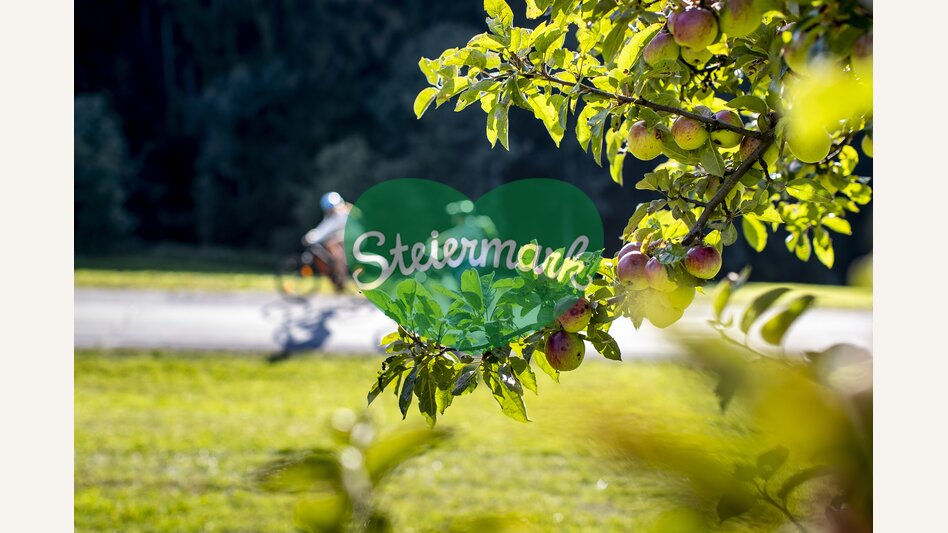Radfahren entlang von Streuobstgärten | © STG | Tom Lamm