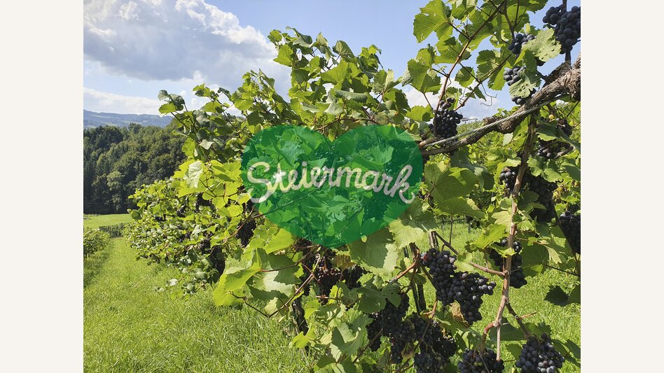 Vines with grapes | © Steiermark Tourismus | Günther Steininger