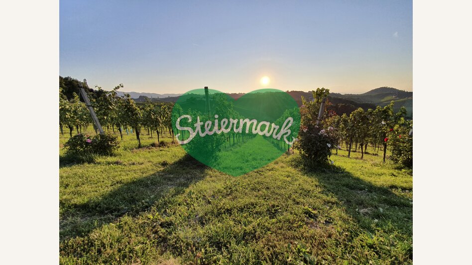 Sonnenuntergang am Weinberg beim Weingut Bullmann | © STG | Günther Steininger