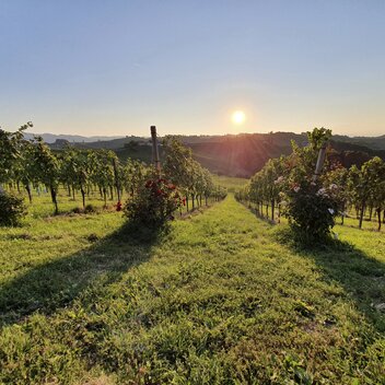 Sonnenuntergang am Weinberg beim Weingut Bullmann | © STG | Günther Steininger