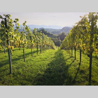 Vines along the Glanzer Wine Tour | © Steiermark Tourismus | Gudrun Schweinzger