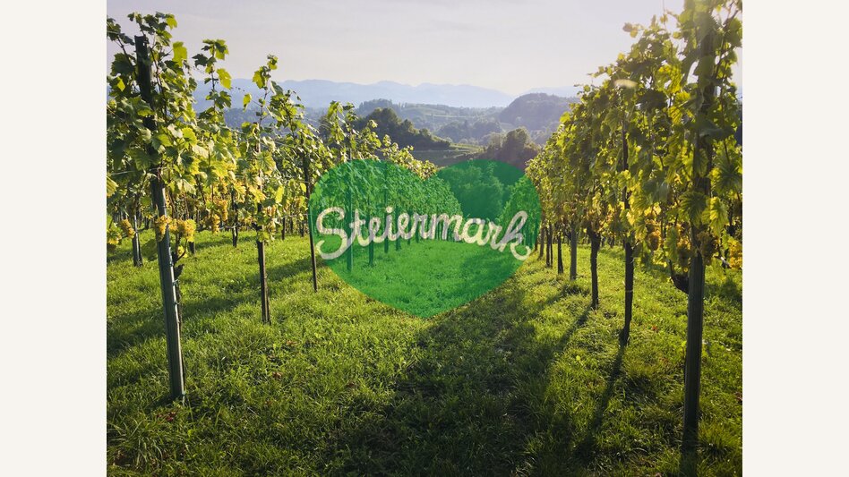Vines along the Glanzer Wine Tour | © Steiermark Tourismus | Gudrun Schweinzger