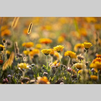Flower diversity | © Steiermark Tourismus | Tom Lamm