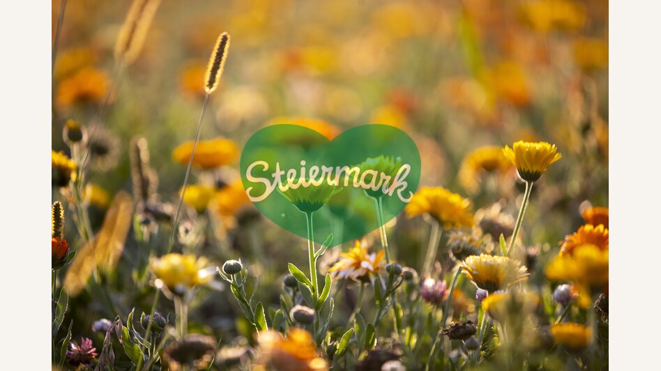 Flower diversity | © Steiermark Tourismus | Tom Lamm