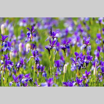 Purple Irises | © Steiermark Tourismus | Harry Schiffer