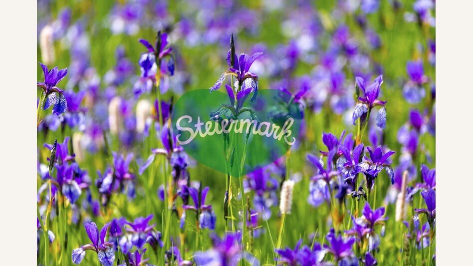 Purple Irises | © Steiermark Tourismus | Harry Schiffer