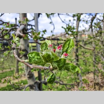 Apple blossom | © Steiermark Tourismus | Günther Steininger