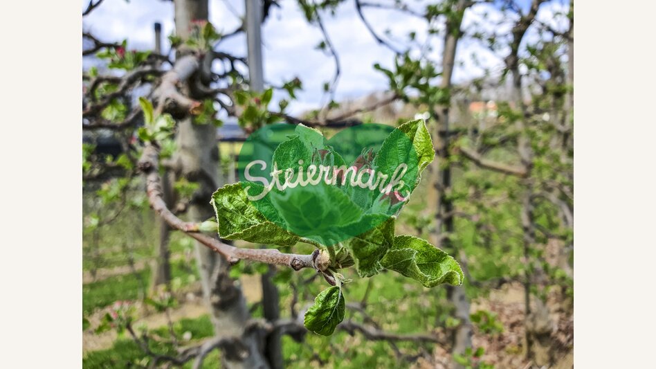 Apple blossom | © Steiermark Tourismus | Günther Steininger