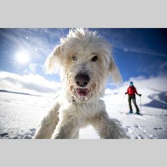 Styrian polar bear ;-) | © Steiermark Tourismus | Tom Lamm