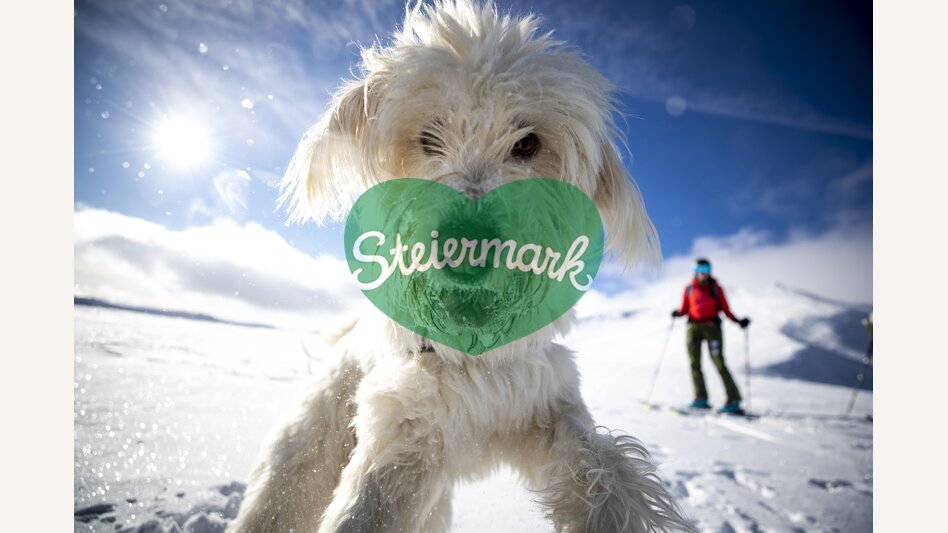 Styrian polar bear ;-) | © Steiermark Tourismus | Tom Lamm