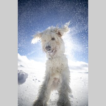 Styrian polar bear ;-) | © Steiermark Tourismus | Tom Lamm