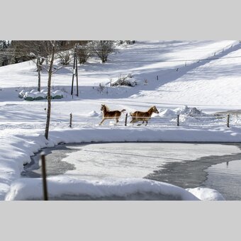 Horses in winter | © Steiermark Tourismus | Tom Lamm