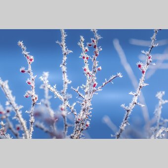 Rosehips iced | © Steiermark Tourismus | photo-austria.at