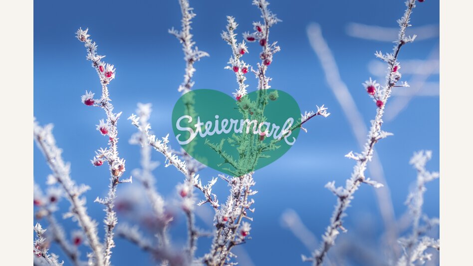 Rosehips iced | © Steiermark Tourismus | photo-austria.at