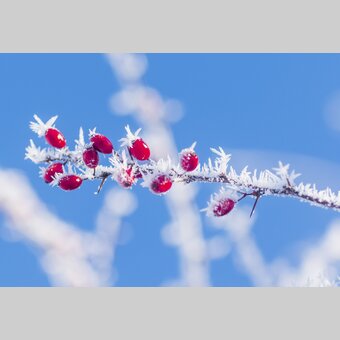 Rosehips iced | © Steiermark Tourismus | photo-austria.at