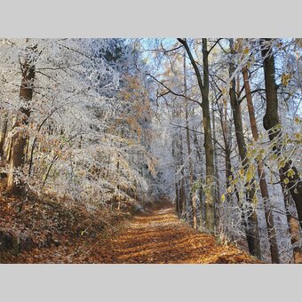 Forest in late autumn/end of November at the Geierwandweg near Stubenbergsee/Eastern Styria | © Steiermark Tourismus | Günther Steininger