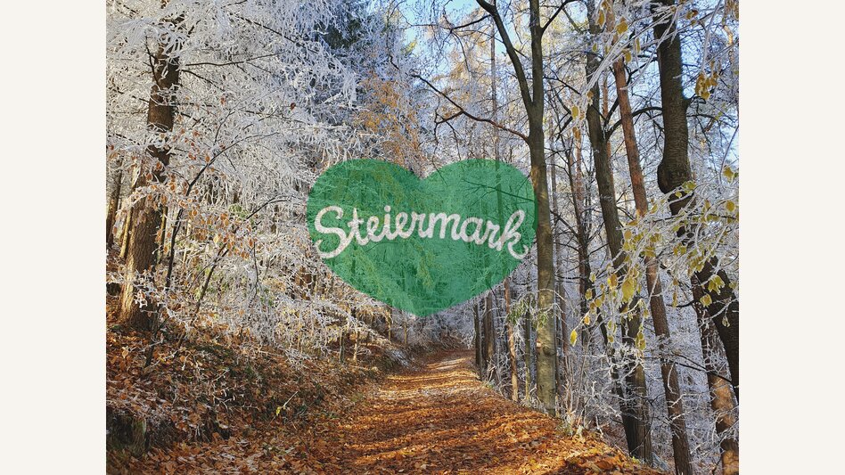 Forest in late autumn/end of November at the Geierwandweg near Stubenbergsee/Eastern Styria | © Steiermark Tourismus | Günther Steininger