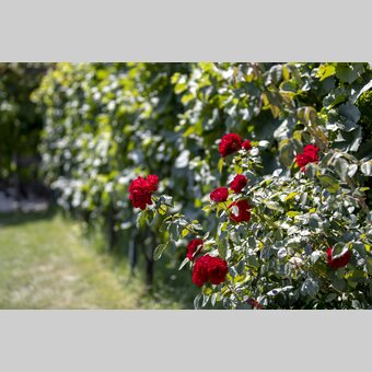 Heart view of the Klapotetz | © Steiermark Tourismus | Tom Lamm