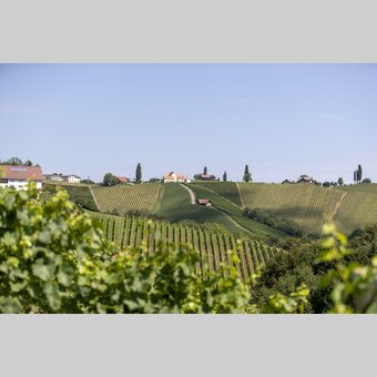 View of the South Styrian vineyards | © Steiermark Tourismus | Tom Lamm