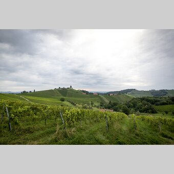 View of the South Styrian vineyards | © Steiermark Tourismus | Tom Lamm