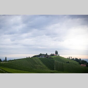 View of the South Styrian vineyards | © Steiermark Tourismus | Tom Lamm