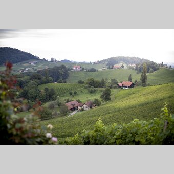 View of the South Styrian vineyards | © Steiermark Tourismus | Tom Lamm