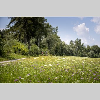 Radfahren entlang der Enns bei Pruggern | © STG | Tom Lamm