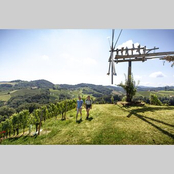 Wine Hiking in Southern Styria | © Steiermark Tourismus | Tom Lamm