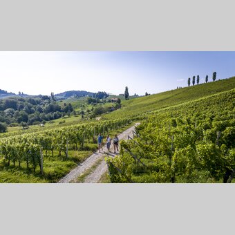 Wine Hiking in Southern Styria | © Steiermark Tourismus | Tom Lamm