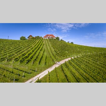 Wine Hiking in Southern Styria | © Steiermark Tourismus | Tom Lamm