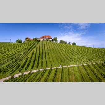 Wine Hiking in Southern Styria | © Steiermark Tourismus | Tom Lamm