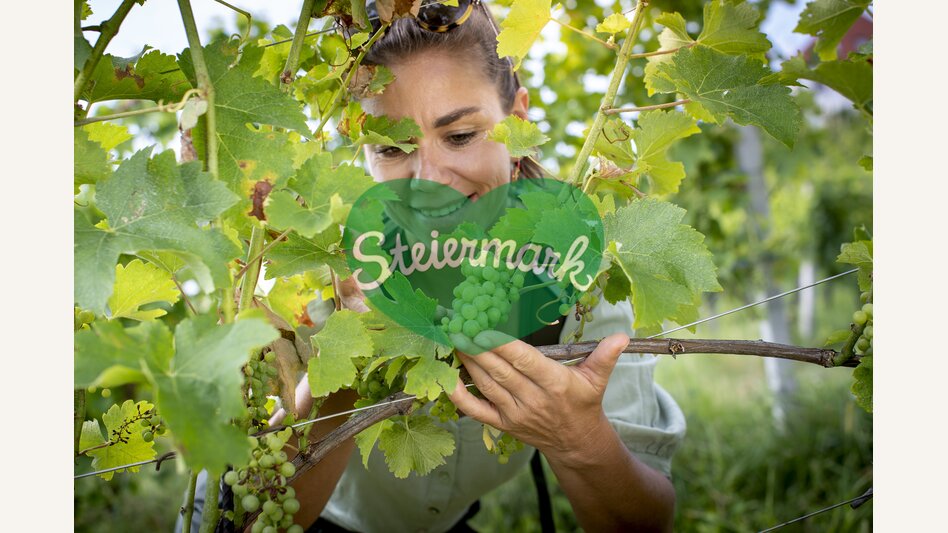Ripe already? | © Steiermark Tourismus | Tom Lamm