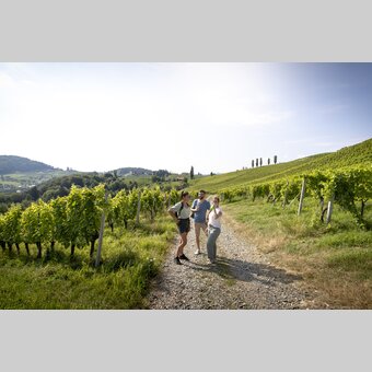 Hiking through the vineyards of southern Styria | © Steiermark Tourismus | Tom Lamm