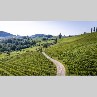 Hiking through the vineyards of southern Styria | © Steiermark Tourismus | Tom Lamm