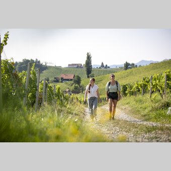 Hiking through the vineyards of southern Styria | © Steiermark Tourismus | Tom Lamm