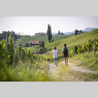 Hiking through the vineyards of southern Styria | © Steiermark Tourismus | Tom Lamm