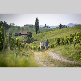 Hiking through the vineyards of southern Styria | © Steiermark Tourismus | Tom Lamm