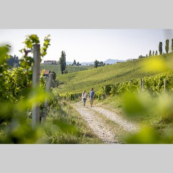 Hiking through the vineyards of southern Styria | © Steiermark Tourismus | Tom Lamm