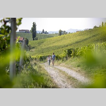 Hiking through the vineyards of southern Styria | © Steiermark Tourismus | Tom Lamm
