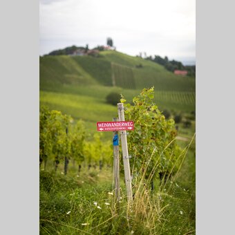 Wohin des Wein- (Weges)...? | © STG | Tom Lamm