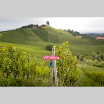 Where to on the wine (trail)...? | © Steiermark Tourismus | Tom Lamm