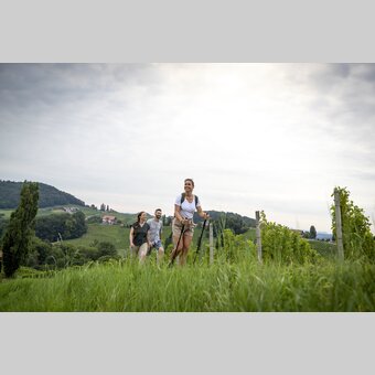 Hiking through the vineyards of southern Styria | © Steiermark Tourismus | Tom Lamm