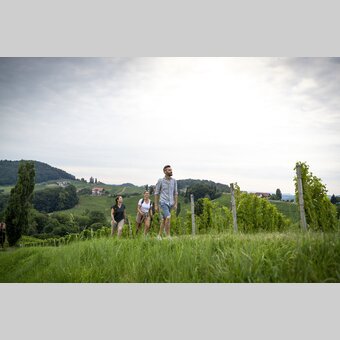 Hiking through the vineyards of southern Styria | © Steiermark Tourismus | Tom Lamm