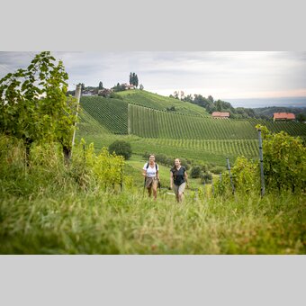 Hiking through the vineyards of southern Styria | © Steiermark Tourismus | Tom Lamm