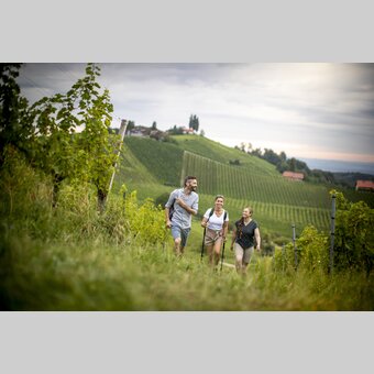 Hiking through the vineyards of southern Styria | © Steiermark Tourismus | Tom Lamm